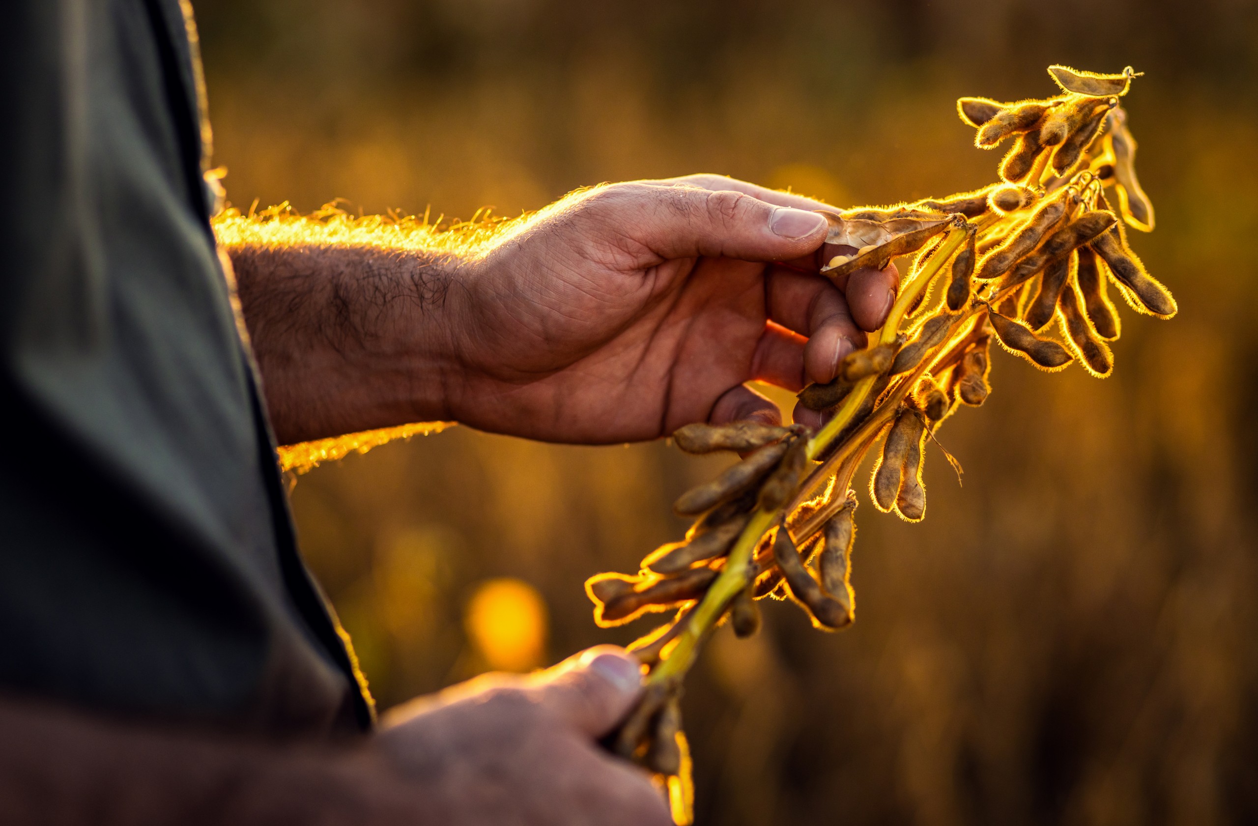 Cultivar de soja: qual é a melhor e como fazer essa escolha?