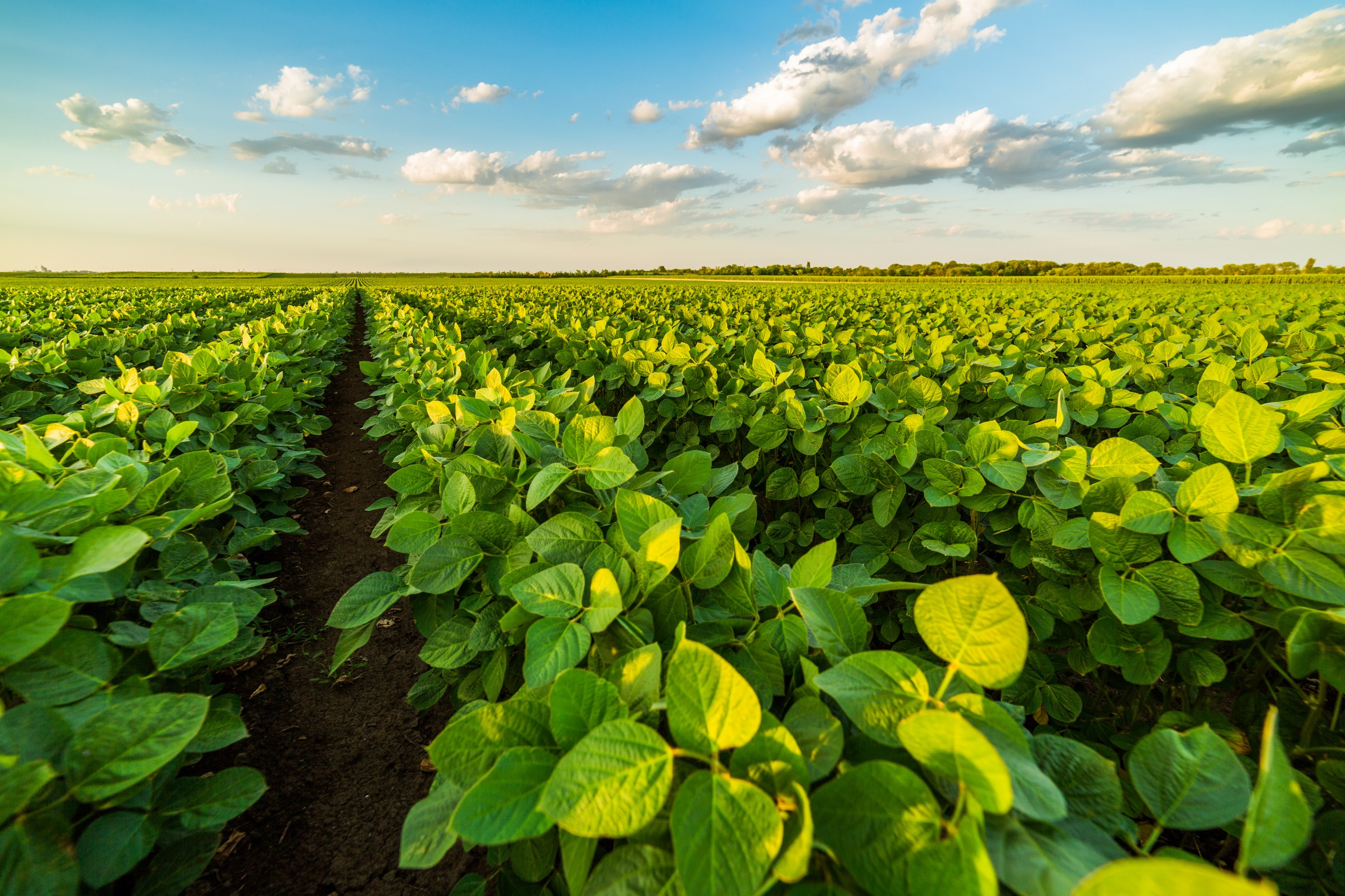 TMG 7362 IPRO: alta produtividade de soja para o sul do país.